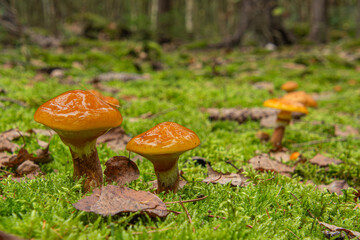 Delicious and Safe: A Guide to Edible Mushrooms