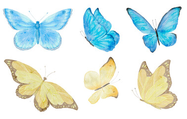 Watercolor Illustration of Butterfly on the White Background.