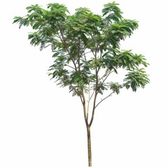 Lush green tree with vibrant foliage.