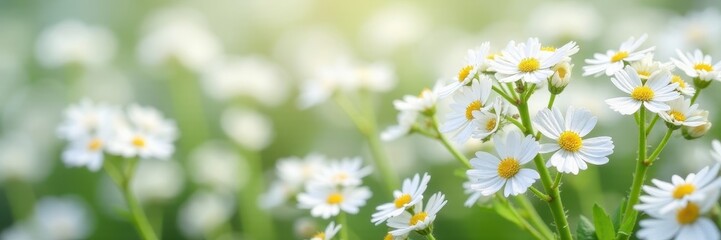 Fototapeta premium Tiny gypsophila flowers, intricate detail, stark white , photography, bloom, minimalist