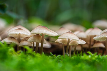 A Guide to Non-Edible and Poisonous Mushrooms