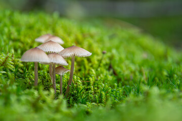 A Guide to Non-Edible and Poisonous Mushrooms