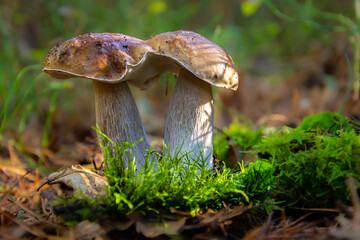 Delicious and Safe: A Guide to Edible Mushrooms