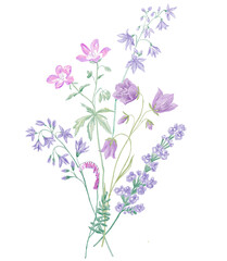 Watercolor Illustration of Bouquet on the White Background. Wild Flowers