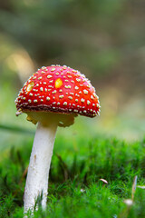  Red Amanita Mushrooms in Forest