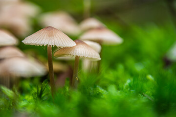 A Guide to Non-Edible and Poisonous Mushrooms