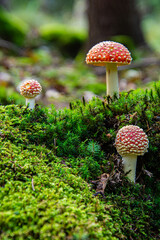  Red Amanita Mushrooms in Forest