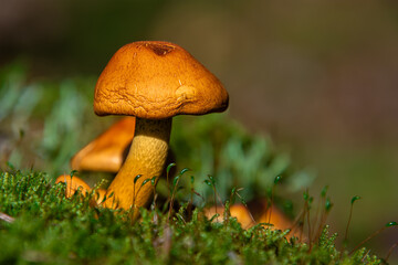Delicious and Safe: A Guide to Edible Mushrooms