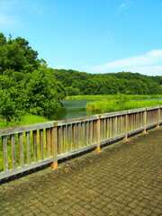 夏の21世紀の森と広場の木橋から見る池と森風景