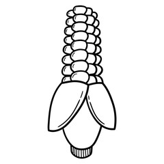 Hand drawn doodle corn on white background.