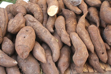 Agriculture is the practice of cultivating soil, growing crops, and raising livestock to produce...