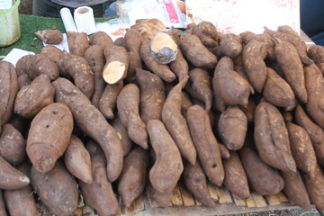 Agriculture is the practice of cultivating soil, growing crops, and raising livestock to produce food, fiber, medicinal plants, and other products essential for human survival and economic development
