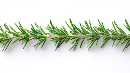 Fresh Green Rosemary Herb Sprig Isolated on White Background