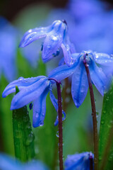Blooming plant Scilla Siberica