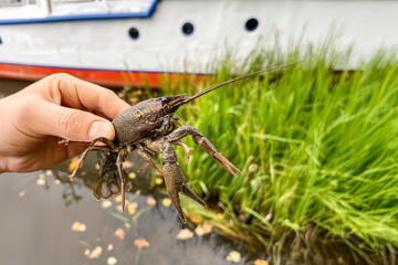 Hand holding a crayfish near water with green grass and a boat in the background, showcasing nature's aquatic wildlife