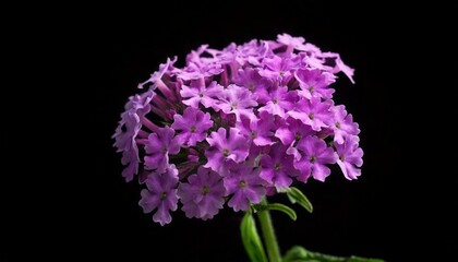 Obraz premium close up of Verbena flower, black background, copy space
