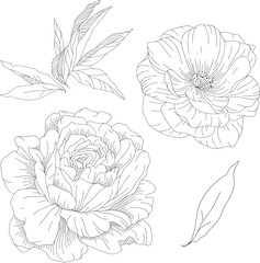 Vector hand drawn graphic line sketch of leaves, peony and anemones in black color