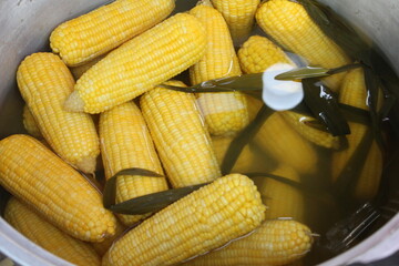 Agriculture is the practice of cultivating soil, growing crops, and raising livestock to produce...