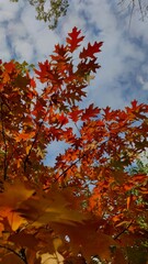 red maple leaves in autumn