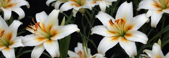 Obraz premium Unique white lily flowers featuring orange dots on a black base, floral detail, attention-grabbing, fresh blooms