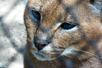 Obraz premium lynx