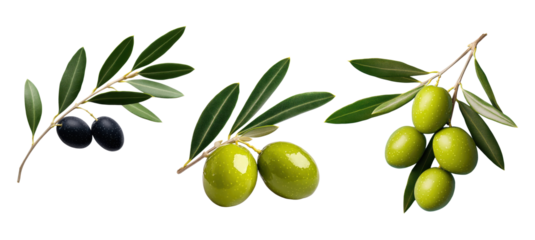 Olive branches with fresh green, black, and ripe olives isolated on white