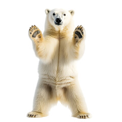 Fototapeta premium Majestic Polar Bear Standing Tall on Black Background
