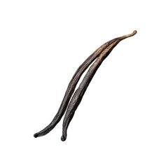 vanilla bean pod isolated on transparent background