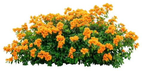 PNG Real orange flower bushes flowers plant green.