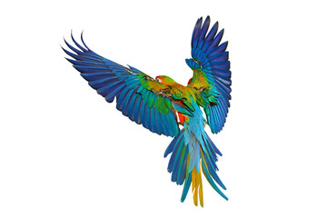Colorful flying Camelot Macaw parrot isolated on transparent background png file