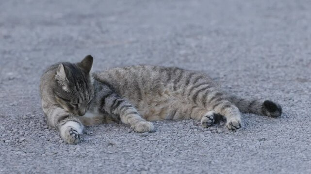 Gato limpianose