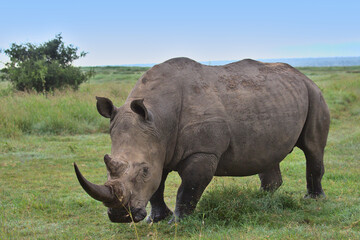 scarred male southern white rhino with blood on face walking after sparring in the wild plains of solio game reserve, kenya