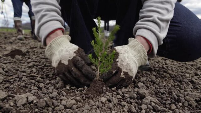 Volunteers carefully plant trees, contributing to reforestation and environmental sustainability