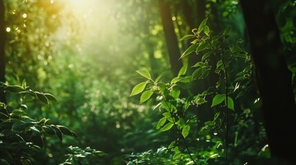 Sunlit Forest Path: A Tranquil Escape into Nature's Embrace