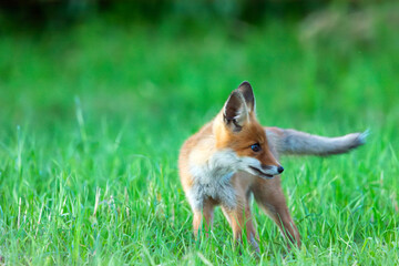 Fototapeta premium Little fox in the green grass