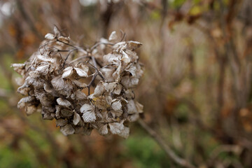 A cluster of dry, delicate hydrangea flowers hangs from a branch, displaying the intricate beauty of decay. The muted background provides a soft contrast, enhancing the focus on the withered blooms.