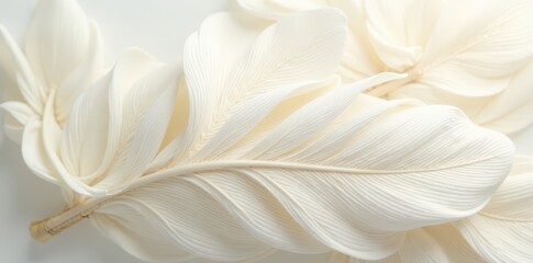 Obraz premium Creamy white feather texture, soft, delicate, intricate pattern , backdrop, cream