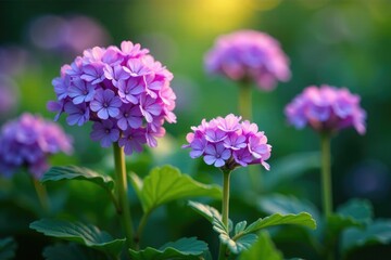 Fototapeta premium clusters of small purple flowers emit a soft ethereal glow amidst leafy green foliage, garden, purple flowers