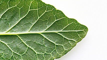 Obraz premium Detailed close-up of a vibrant green leaf highlighting its texture and veins, showcasing the beauty of nature in a studio setting