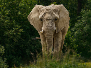 Giant african elephant near the forest