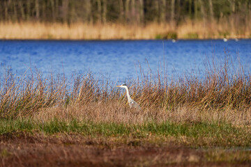 Gray Heron Standing in a Marshland  by a Tranquil Lake