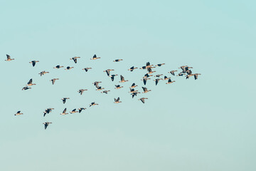 Flock of Migrating Geese Flying Against a Clear Blue Sky