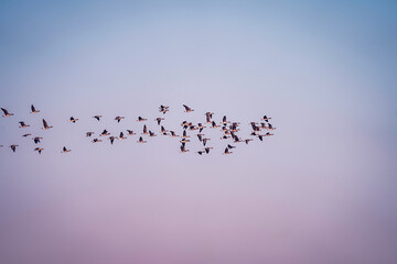Flock of Migrating Birds Flying Across a Pastel-Colored Sky at Dusk