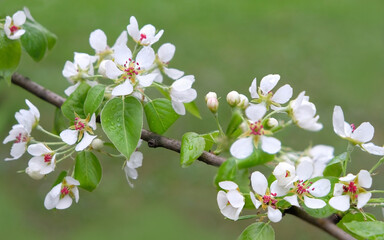 beautiful spring nature background. branch with pear tree flowers close up, abstract natural backdrop. gentle blossoming pear flowers, symbol of spring season.