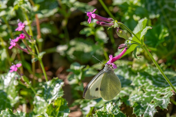 A Cabbage butterfly scientific name Pieris brassicae on an Egyptian Campion flower scientific name Silene aegyptiaca in a woodlands area in northern Israel. 
