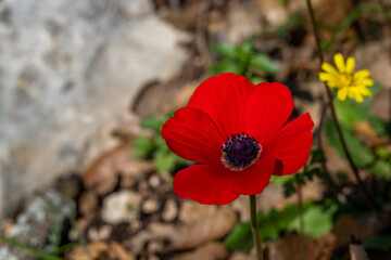 Beautiful wild colorful Anemones growing in wooded areas and open meadows in Israel.
