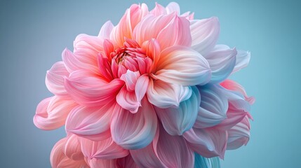 Fototapeta premium A close-up of a vibrant dahlia in full bloomphotorealistic portrait,