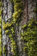 Obraz premium Close-up of a textured tree bark with moss and lichen, macro shot