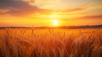 Obraz premium Golden Hour Wheat Field Sunset