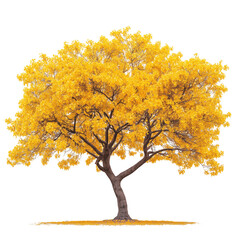 Golden trumpet tree isolated on transparent background PNG